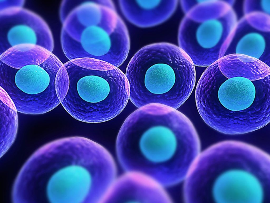 Spagna. Dubbi e polemiche sulle ricerche delle prime linee di staminali embrionali